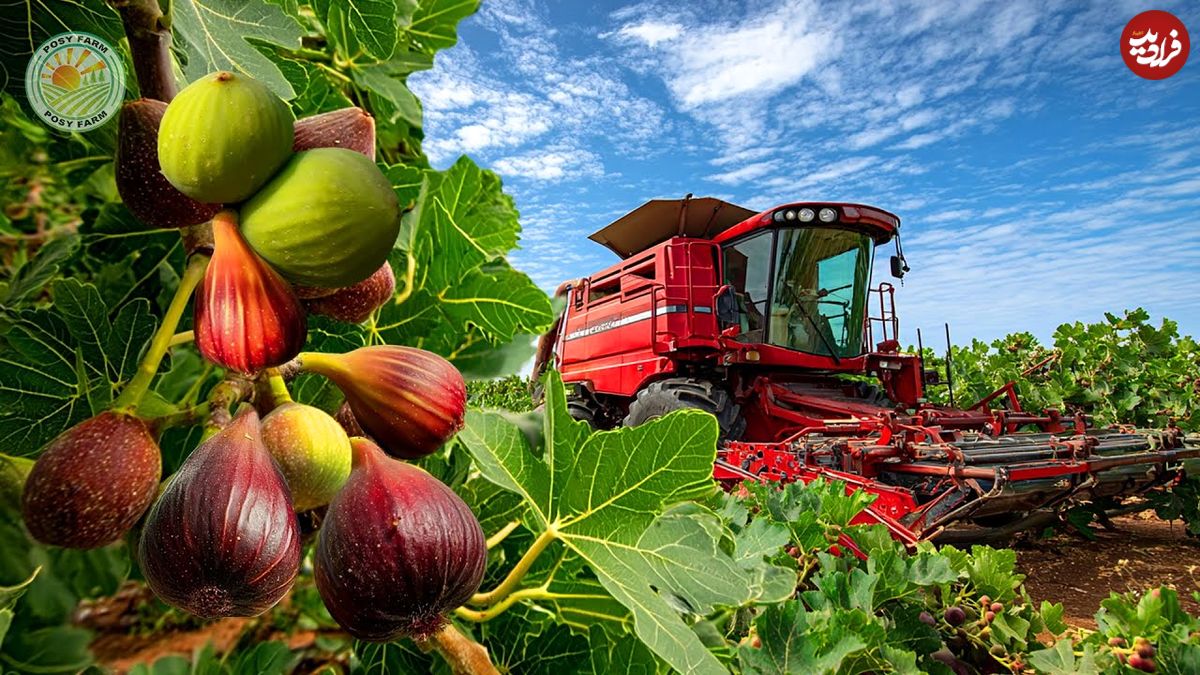 ببینید| چگونه ژاپنی ها انجیرهای درشت و مشهورشان را برداشت و فرآوری می کنند؟