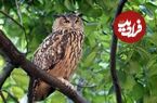 ببینید؛ خونسردی عجیب یک جغد در برابر اذیت پرندگان کوچک