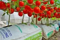 ببینید| چگونه در خانه گوجه فرنگی بکاریم و برداشت کنیم؟