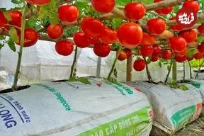 ببینید| چگونه در خانه گوجه فرنگی بکاریم و برداشت کنیم؟