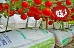 ببینید| چگونه در خانه گوجه فرنگی بکاریم و برداشت کنیم؟