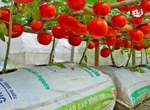 ببینید| چگونه در خانه گوجه فرنگی بکاریم و برداشت کنیم؟