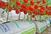 ببینید| چگونه در خانه گوجه فرنگی بکاریم و برداشت کنیم؟