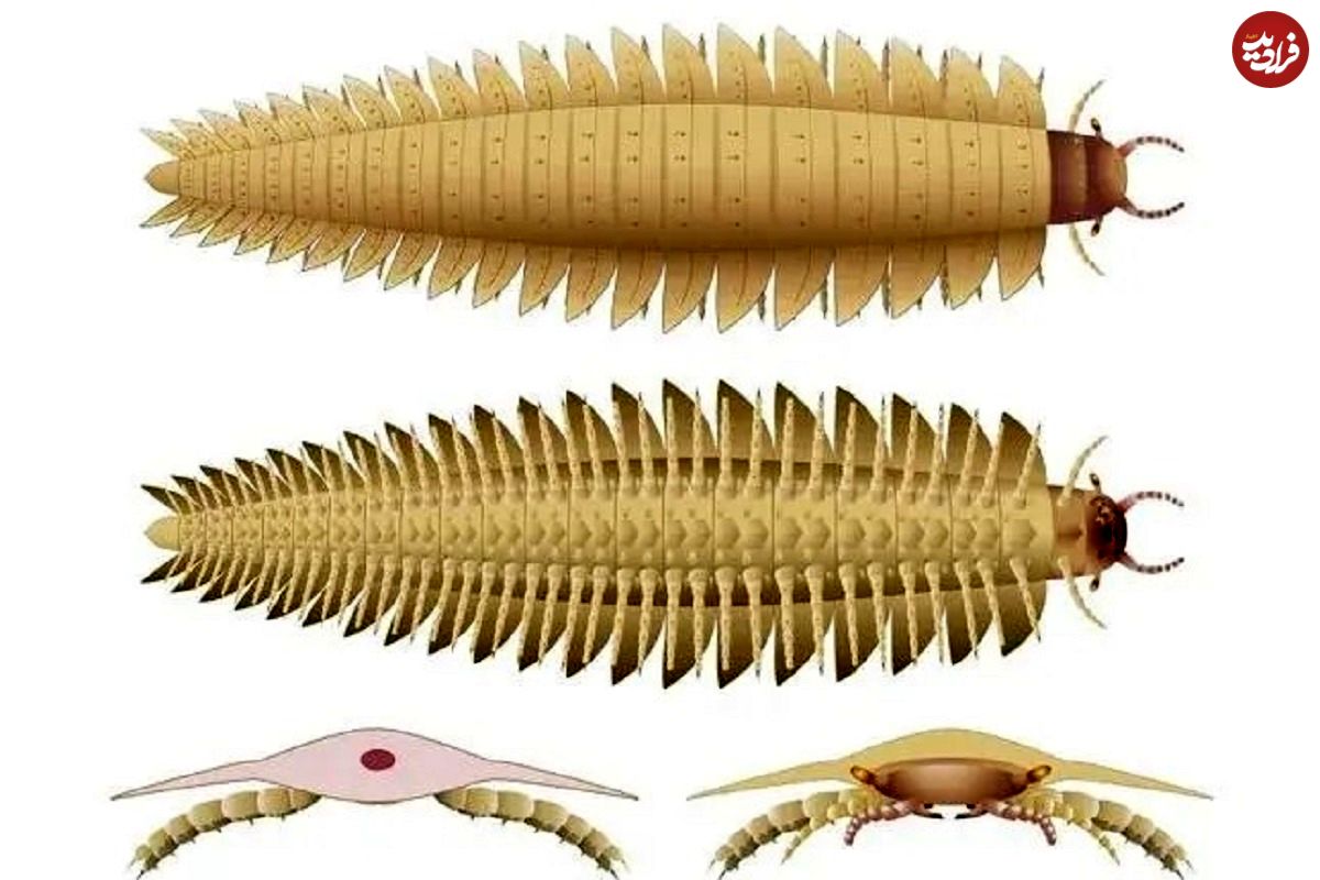 (عکس) کشف بزرگ ترین حشره جهان با جثه یک خودرو متعلق به 340 میلیون سال قبل