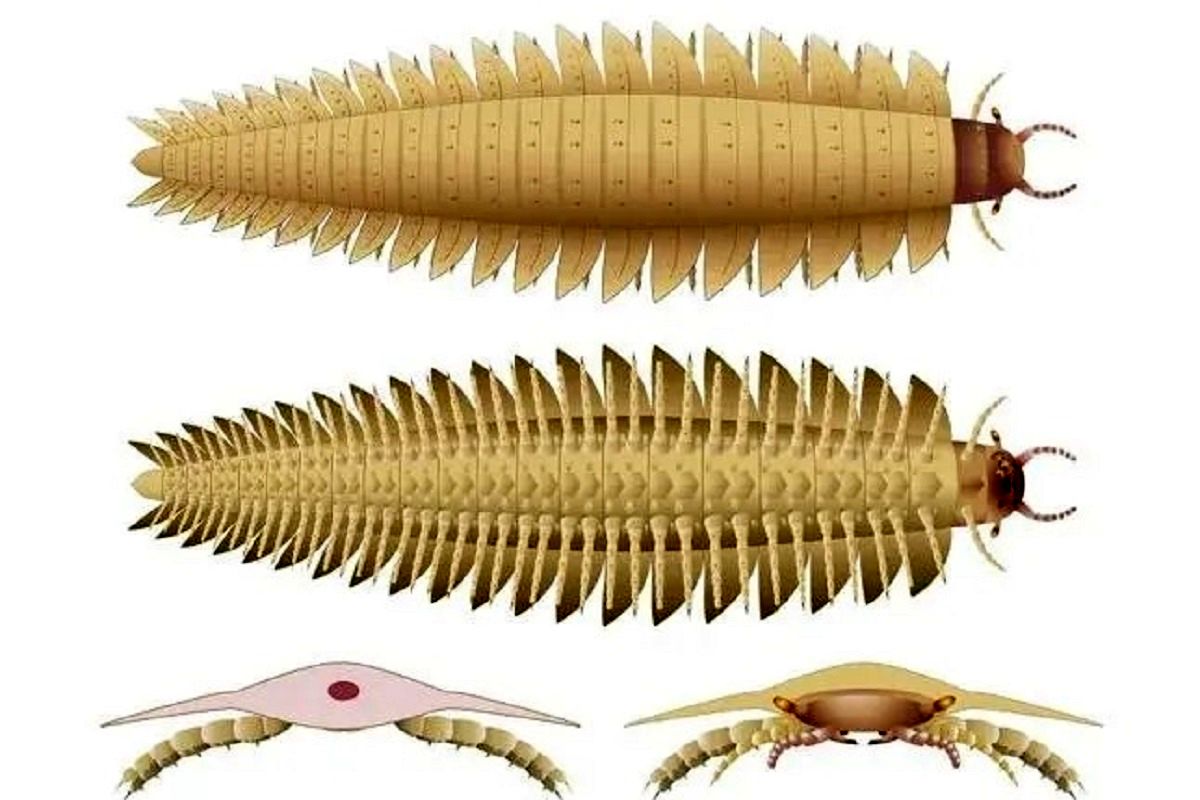 (عکس) کشف بزرگ ترین حشره جهان با جثه یک خودرو متعلق به 340 میلیون سال قبل