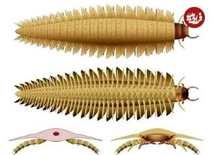 (عکس) کشف بزرگ ترین حشره جهان با جثه یک خودرو متعلق به 340 میلیون سال قبل