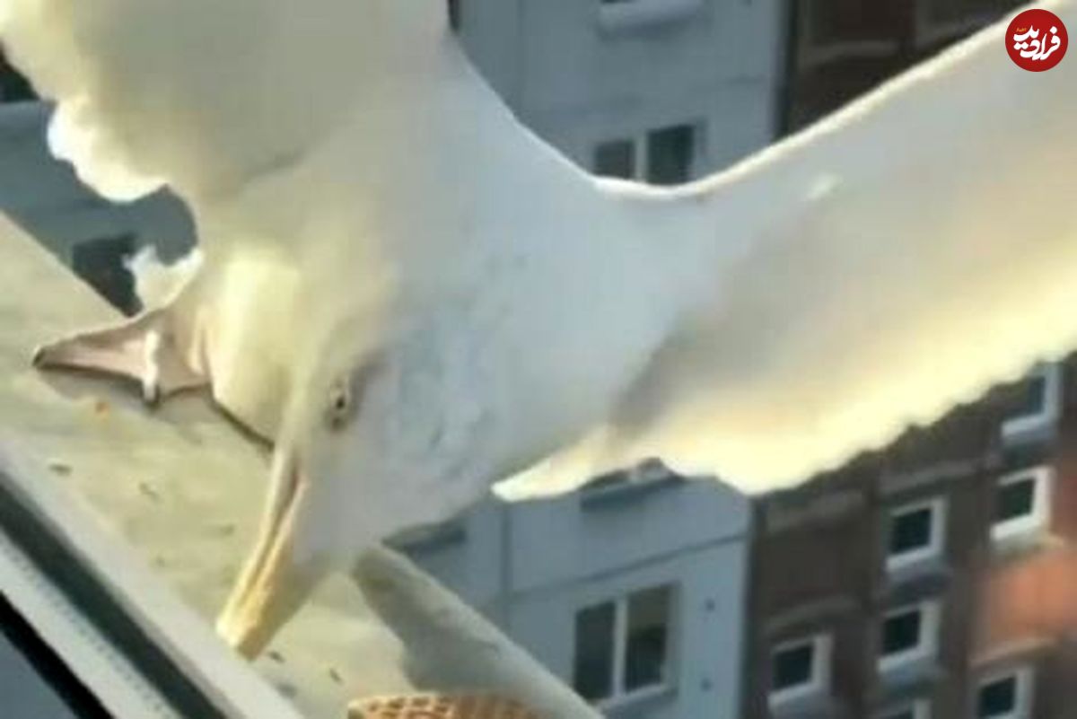 (ویدیو) دقت شگفت آور کلاغ در برابر مرغ دریایی