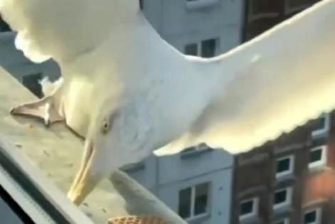 (ویدیو) دقت شگفت آور کلاغ در برابر مرغ دریایی