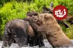 ببینید| شکار نفس‌گیر؛ خرس گریزلی گوزن غول‌پیکر را در رودخانه از پا درآورد