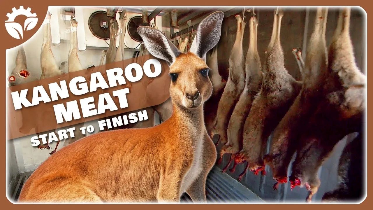 (ویدئو) استرالیایی ها چگونه گوشت هزاران کانگورو را در کارخانه بسته بندی می کنند؟