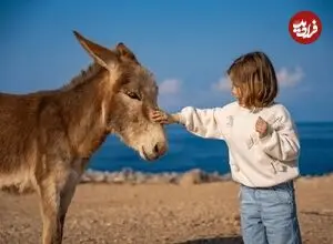 راهکار غیرمنتظره پژوهشگران برای بهبود حال نوجوانان؛ ۳ دقیقه نوازش الاغ