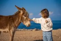 راهکار غیرمنتظره پژوهشگران برای بهبود حال نوجوانان؛ ۳ دقیقه نوازش الاغ