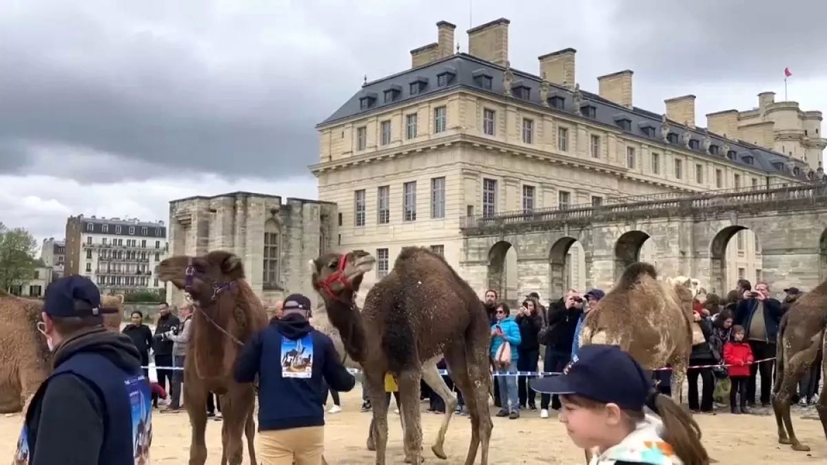 (ویدئو) شترها در محوطه کاخ وینسنس فرانسه