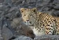 قربانی‌ به نام پلنگ؛ وقتی دامداران با طعمه مسموم تله می‌گذارند