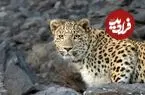 قربانی‌ به نام پلنگ؛ وقتی دامداران با طعمه مسموم تله می‌گذارند