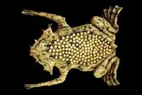 ببینید| 10 گونه از عجیب ترین قورباغه های سراسر جهان از میان 5000 گونه کشف شده