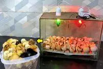 (ویدئو) چگونه آکواریوم قدیمی را به دستگاه جوجه کشی کارآمد تبدیل کنیم؟