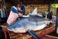 ببینید| برش ماهرانه کوسه گاوی 200 کیلوگرمی در بازار ماهی سریلانکا