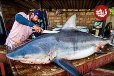 ببینید| برش ماهرانه کوسه گاوی 200 کیلوگرمی در بازار ماهی سریلانکا