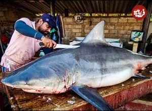 ببینید| برش ماهرانه کوسه گاوی 200 کیلوگرمی در بازار ماهی سریلانکا
