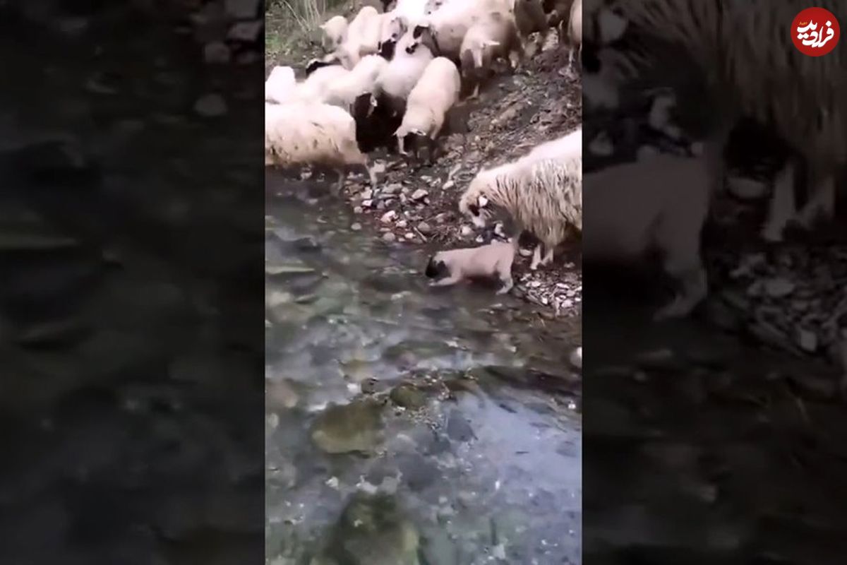 (ویدئو) سگ گله بامزه ای که گوسفندها مراقبش هستند