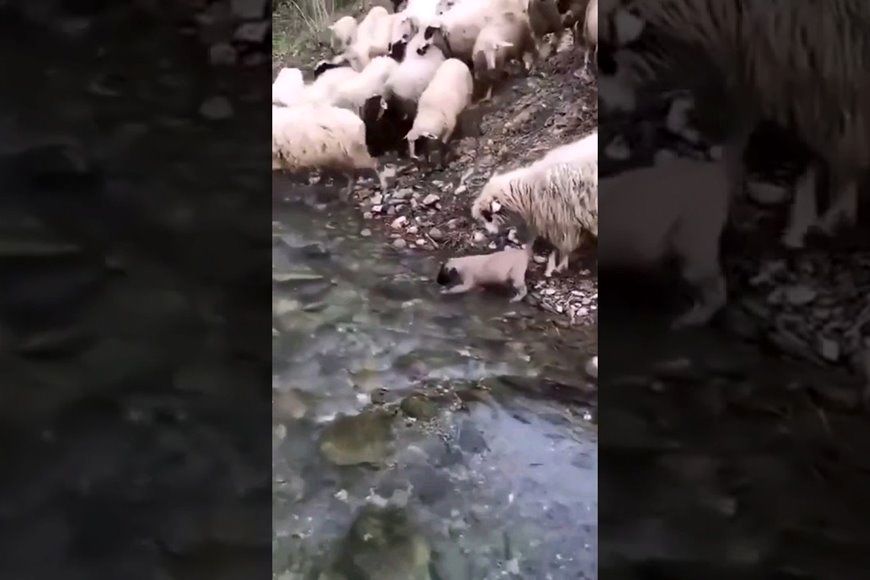 (ویدئو) سگ گله بامزه ای که گوسفندها مراقبش هستند
