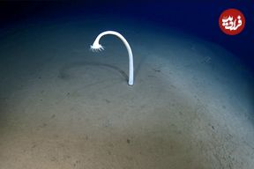 موجودات عجیبی که به تازگی در اعماق اقیانوس دیده شده‌اند