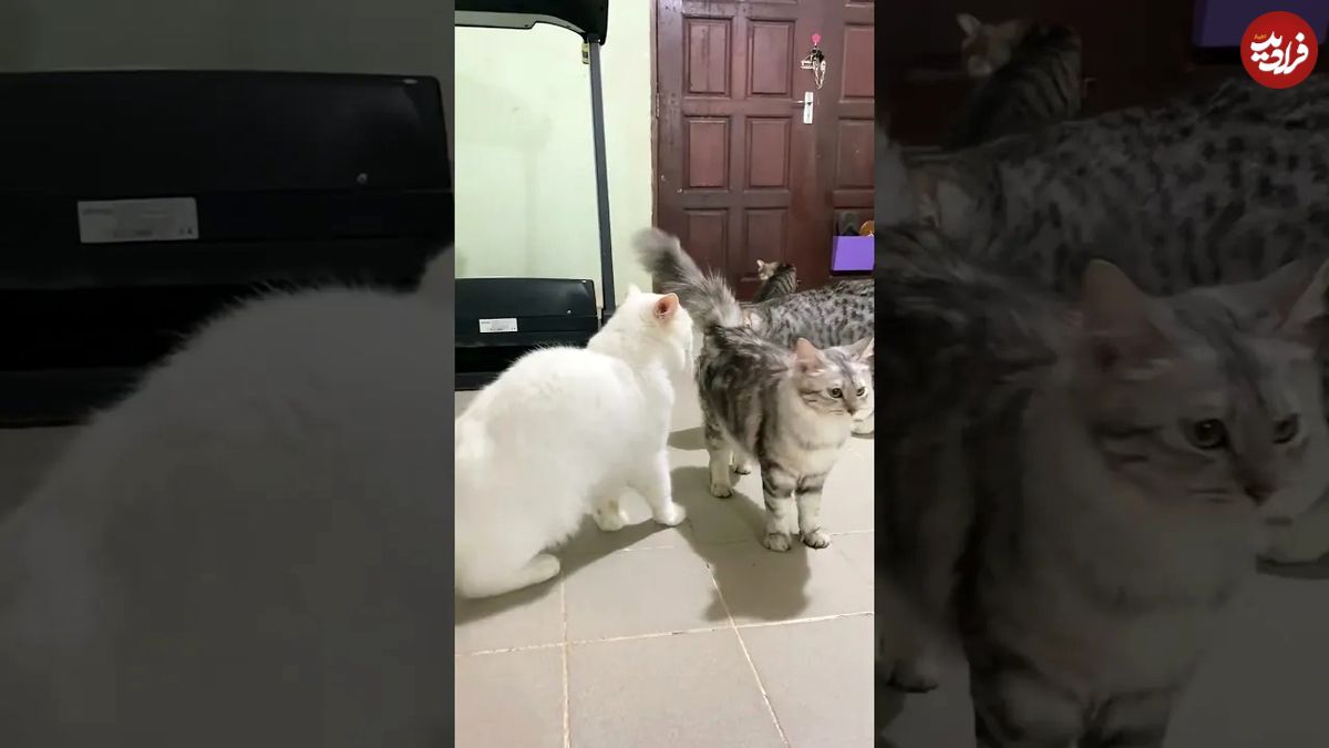 (ویدئو) میانجیگری یک گربه برای خاتمه دادن به دعوای دو گربه بزرگتر