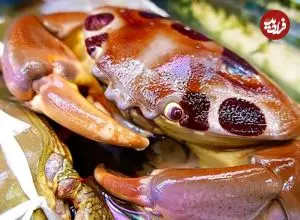 ببینید| غذای خیابانی در ژاپن؛ مهارت آشپز خیابانی در پخت خوراک خرچنگ در اوکیناوا