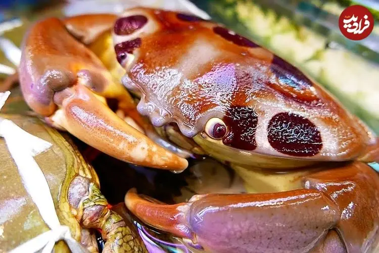 ببینید| غذای خیابانی در ژاپن؛ مهارت آشپز خیابانی در پخت خوراک خرچنگ در اوکیناوا