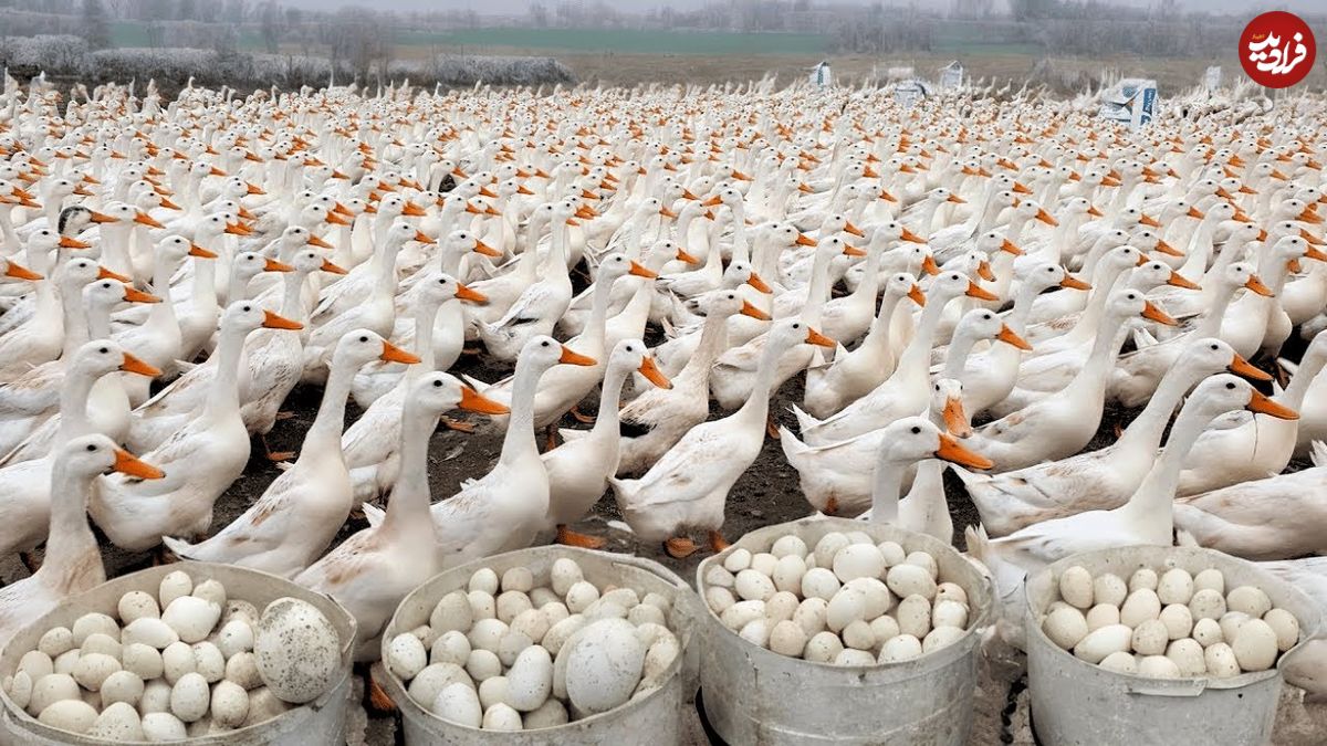 (ویدئو) روش دیدنی کشاورز ویتنامی برای پرورش و جمع آوری تخم 2 هزار «اردک»