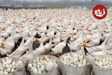 (ویدئو) روش دیدنی کشاورز ویتنامی برای پرورش و جمع آوری تخم 2 هزار «اردک»