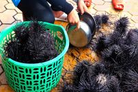 ببینید؛ غذای خیابانی در ویتنام؛ پخت یک غذای خاص با توتیای دریایی سیاه و تخم بلدرچین در هانوی