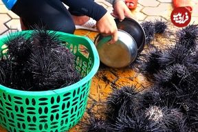 ببینید؛ غذای خیابانی در ویتنام؛ پخت یک غذای خاص با توتیای دریایی سیاه و تخم بلدرچین در هانوی