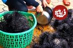 ببینید؛ غذای خیابانی در ویتنام؛ پخت یک غذای خاص با توتیای دریایی سیاه و تخم بلدرچین در هانوی