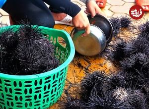 ببینید؛ غذای خیابانی در ویتنام؛ پخت یک غذای خاص با توتیای دریایی سیاه و تخم بلدرچین در هانوی