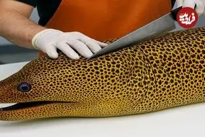 ببینید| غذای خیابانی در ژاپن؛ تهیه ساشیمی با مارماهی مورای و اختاپوس در توکیو