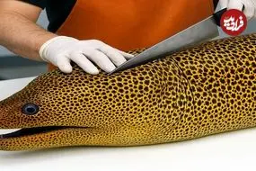 ببینید| غذای خیابانی در ژاپن؛ تهیه ساشیمی با مارماهی مورای و اختاپوس در توکیو