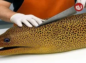 ببینید| غذای خیابانی در ژاپن؛ تهیه ساشیمی با مارماهی مورای و اختاپوس در توکیو