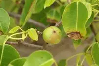هیچ جانداری حق نزدیک شدن به این درخت را ندارد!