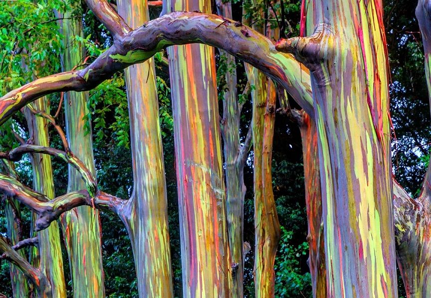 (تصاویر) درختی خارق‌العاده و باورنکردنی که شبیه نقاشی‌های انتزاعی است