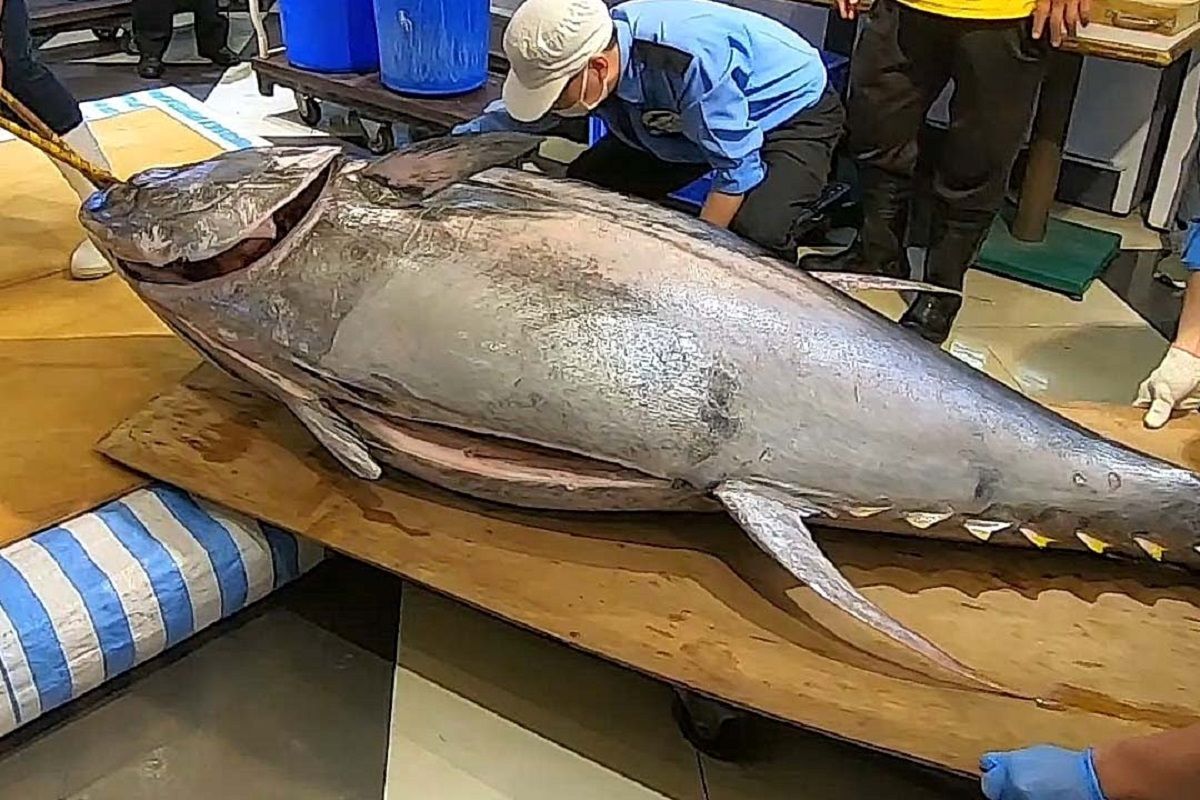 (ویدئو) برش زدن شگفت انگیز ماهی تن 280 کیلوگرمی از نمایی دیدنی