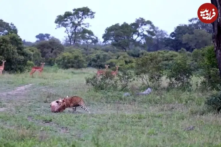 ببینید| پلنگ یک ایمپالا را در هوا شکار کرد