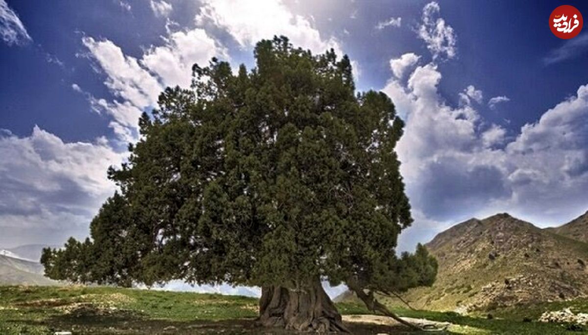 کهنسالترین درخت ایران ثبت ملی شد