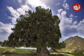 کهنسال‌ترین درخت ایران ثبت ملی شد