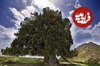 کهنسال‌ترین درخت ایران ثبت ملی شد