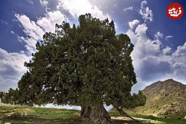 کهنسال‌ترین درخت ایران ثبت ملی شد