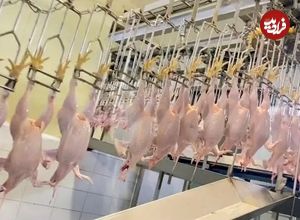 (ویدئو) فرآیند فرآوری گوشت مرغ و بسته بندی صدها تن در یک کارخانه کره ای