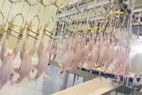 (ویدئو) فرآیند فرآوری گوشت مرغ و بسته بندی صدها تن در یک کارخانه کره ای