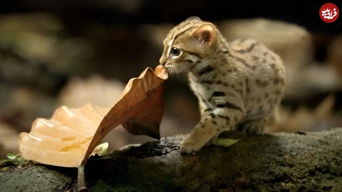 بامزه ترین گربه جهان